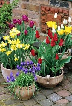 Spring bulbs on patio Perfect #containers for this time of year. Muscari Armeniacum, Anemone Blanda, Kolam Koi, نباتات منزلية, Potted Flowers, Have Inspiration, Garden Containers, Spring Bulbs, Garden Stuff