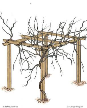 Wisteria Vine Trellis, Growing Wisteria Trellis, Wisteria Trellis Diy, How To Grow Wisteria, Training Wisteria, Wisteria Pruning, Wisteria How To Grow, Growing Wisteria, Wisteria Trellis