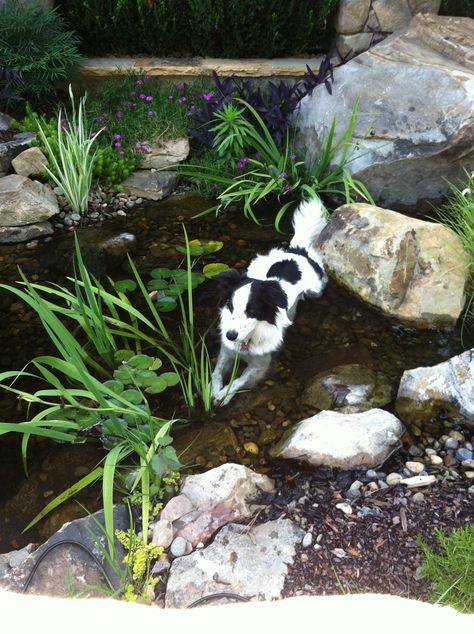 Outdoor Contracting, provides a variety of contracting services to enhance your landscape in a beautiful way.   Water, fish, flowers, rocks, all a recipe for a beautiful water feature for the entire family to enjoy – including friends, family, and pets too!   Contact Outdoor Contracting, Inc. for more information on our outdoor ponds, waterfalls … Dog Friendly Water Feature, Water Feature For Dogs, Outdoor Dog Water Fountain, Dog Pond Backyard, Dog Water Feature, Sensory Garden For Dogs, Duck Ponds Backyard Diy, Dog Friendly Garden Ideas, Dog Sensory Garden