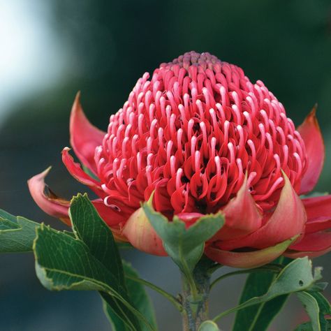 Mums Painting, Waratah Flower, Chocolate Showpiece, Acidic Soil, Flowers Watercolour, Mom Frame, Australian Natives, Australian Flowers, Australian Native Flowers