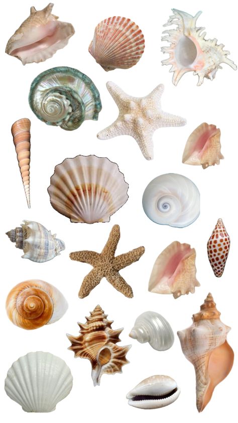 #shells #beach #summer #fyp Beach Sea Shells Aesthetic, Sea Shell Aesthetic, Sea Shells Aesthetic, Aruba Nails, Calypso Island, Seashell With Pearl, Shell Images, Beach Template, Shell Clipart