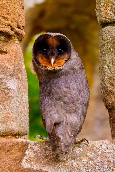 A melanistic Barn Owl named 'Sweep'. Photo by John Harding. Black Barn Owl, Owl Sitting, Amazing Birds, Black Barn, Hoot Owl, Beautiful Owl, Owl Bird, Barn Owl, Cute Owl