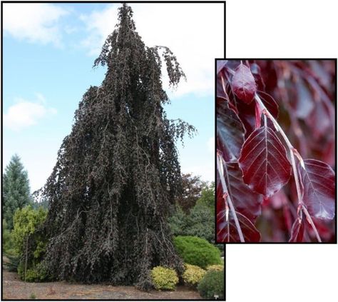 Witchy Mansion, Purple Fountain Beech Tree, Weeping Larch, Weeping Lilac Tree, Snow Fountain Weeping Cherry Tree, Weeping Serbian Spruce, Weeping Trees, Beech Tree, Tree Farm