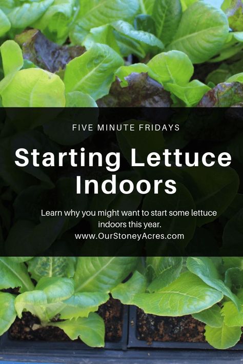 This week’s 5 Minute Friday Gardening Tip Video is all about starting lettuce seeds indoors every year. I don’t start all of my lettuce seeds indoors but I do grow quite a bit indoors for a few reasons. #seedstarting #lettuce #seedlings Lettuce Seedlings, Lettuce Seeds, Vegetable Garden Tips, Growing Lettuce, Florida Gardening, Vegetable Garden For Beginners, Indoor Vegetable Gardening, Backyard Vegetable Gardens, Organic Vegetable Garden