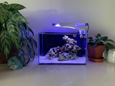 Clown Fish Tank, Reef Tank Design, Dream Condo, Nano Reef Tank, Aquarium Garden, Coral Reef Aquarium, Salt Water Fish, Saltwater Tank, Aquarium Design