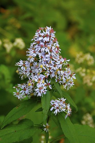 Heart-leaved Aster. Symphyotrichum cordifolium, syn. Aster cordifolius (common names heartleaf aster or common blue wood aster) Heart Leaved Aster, Aster Cordifolius, Jordan Landscape, Wood Aster, Yard Plants, Leafy Plants, Plant Problems, Photo C, Pollinator Garden