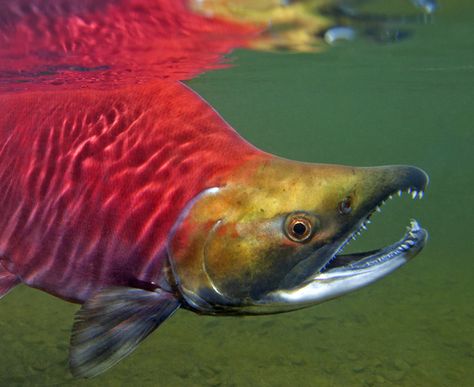 Salmon Fish Animal, Salmon Animal, Sockeye Salmon Pictures, Sock Eye Salmon, Football Fish, Salmon Reference, Sockeye Salmon Photography, Salmon Underwater, Salmon Photography