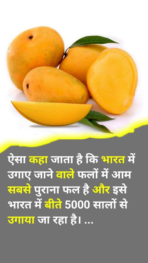 Mango Amazing Facts Hindi amazing facts Amazing facts in Hindi Fact About Food In Hindi, Top 5 Fruit Fact In Hindi, Amazing Hindi Fact, Food Facts In Hindi, Amazing Fact In Hindi, Amazing Science Facts In Hindi, Fact Hindi, Fact In Hindi, Danger Photo