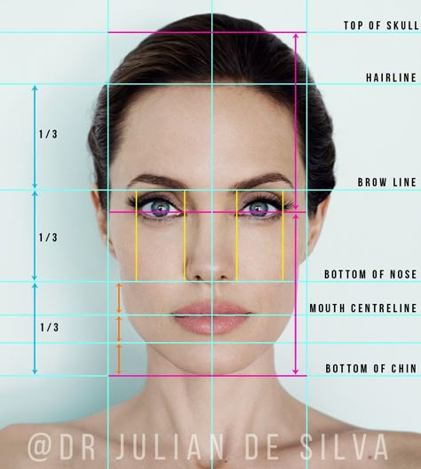 Face Proportions Drawing, Square Face Makeup, Drawing Body Proportions, Body Gestures, Best Eyebrow Makeup, Facial Proportions, Face Proportions, Head Anatomy, Beauty Science