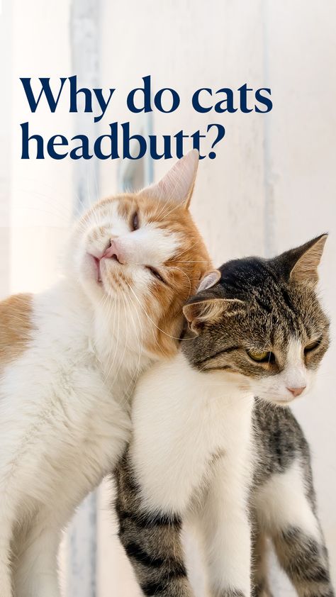 If you are a cat parent, you’re probably familiar with the cat headbutt, or as it’s more properly called, a head bunt. So what does it mean when cats headbutt you? Is it really a sign of affection or something else?

#cat #cats #headbutt Cat Care Tips, Cat Parenting, Cat Health, Cat Grooming, Pet Hacks, Happy Cat, Cat Care, Pet Parent, Cat Life