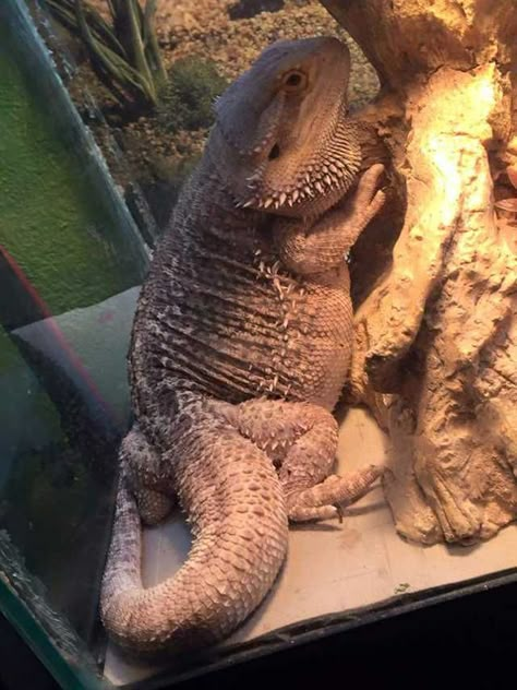 Funny Bearded Dragon Pictures, Albino Bearded Dragon, Clay Bearded Dragon, Big Bearded Dragon, Fat Bearded Dragon, Bearded Dragon Pet, Funny Bearded Dragons, Aesthetic Bearded Dragon, Bearded Dragon Aesthetic