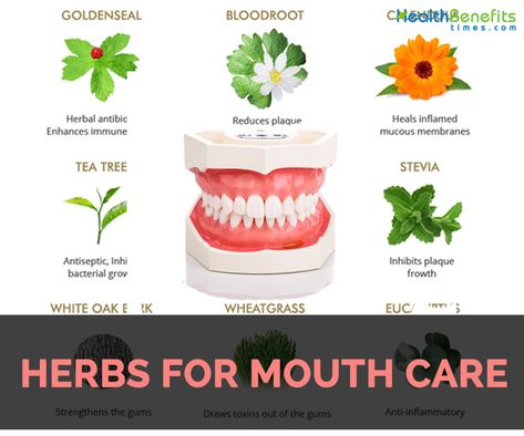 Herbs For Teeth And Gums, Herbs For Teeth, Mouth Health, Oat Straw, Plantain Leaves, Mouth Rinse, Bone Loss, Periodontal Disease, Gum Health