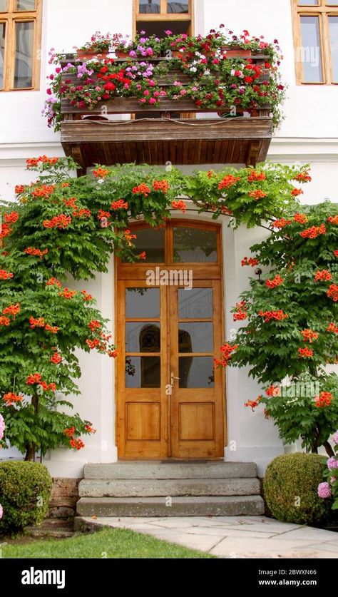 Download this stock image: Trumpet vine (Campsis radicans) above door entry into house from garden with flowers - 2BWXN66 from Alamy's library of millions of high resolution stock photos, illustrations and vectors. Campsis Radicans, Garden With Flowers, Ancient Houses, Travel Tree, Stone Street, Trumpet Vine, Door Entry, Front Entry, Street Style Summer