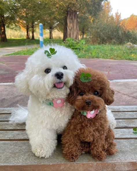 Poodle Cute, Pet Lizards, Very Cute Puppies, Cute Reptiles, Very Cute Dogs, Puppy Lover, Silly Dogs, Super Cute Animals, Pretty Animals