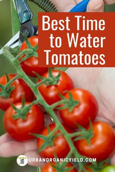 Tomatoes Plants Problems, Raised Garden Beds Diy Vegetables, Tips For Growing Tomatoes, Growing Vegetables In Pots, Growing Tomato Plants, Vegetable Garden Tips, Vegetable Garden Planning, Vegetable Garden Diy, Backyard Vegetable Gardens