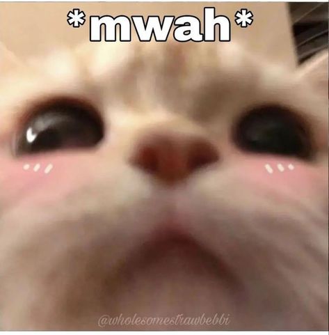 Meme Chat, Cat Humor, Cute Funny Pics, Silly Cats Pictures, Cute Cats Photos, Funny Animal Jokes, Cat Aesthetic, Funny Reaction Pictures