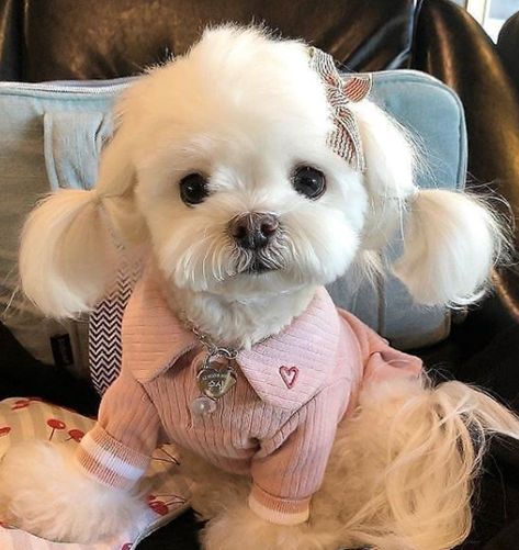 Anjing Maltese, Coquette Animals, Maltese Terrier, Diy Chat, Cute Doggies, Cute Dog Pictures, Cute Little Puppies, Maltese Puppy