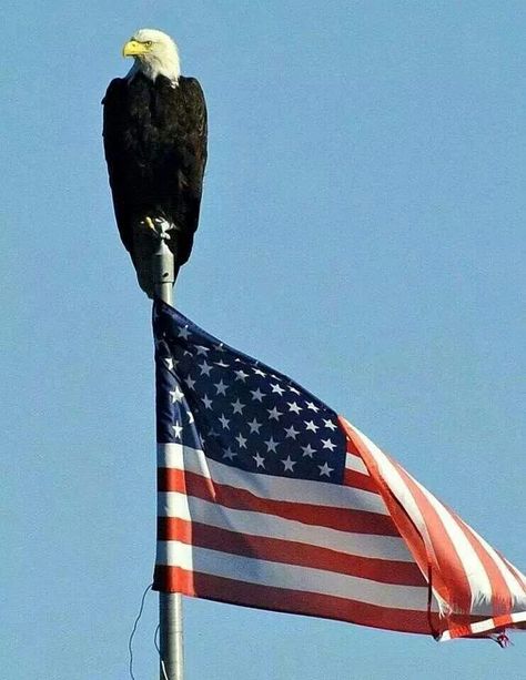 Eagle perched on a flagpole American Flag Pictures, Patriotic Pictures, American Flag Wallpaper, Eagle Pictures, American Flag Wood, American Bald Eagle, I Love America, Bald Eagles, God Bless The Usa