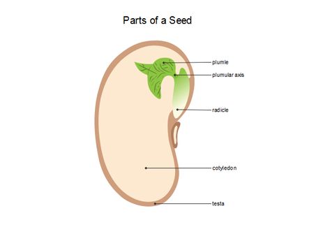 Seed Diagram, Parts Of A Seed, Component Diagram, Software Project Management, Daily Use Words, Diagram Template, School Biology, Chart Tool, High School Biology