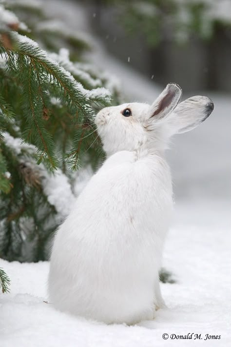 Winter Wildlife Photography, Bunny In Snow, Hare Pictures, Winter Bunny, Snowshoe Hare, Cutest Bunny Ever, Winter Rabbit, Snow Trees, Rabbit Life