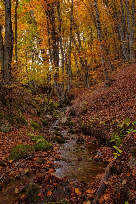 Forest In The Fall, Autumn Mountain Aesthetic, Autumn Forest Photography, Fall Forest Aesthetic, Autumn Forest Aesthetic, Aesthetic Background Green, Autumn Landscape Photography, Forest In Fall, Fall Mountains