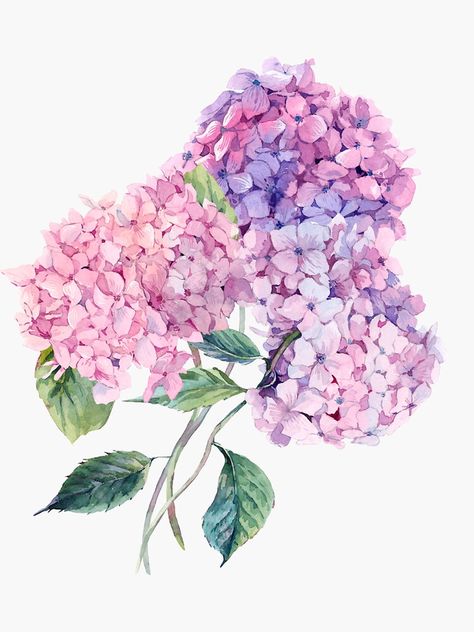 Painted Hydrangea, Hydrangeas Art, Watercolor Hydrangea, Hydrangea Painting, Summer Watercolor, Watercolor Vintage, Hydrangea Not Blooming, Illustration Botanique, Watercolor Flower Art