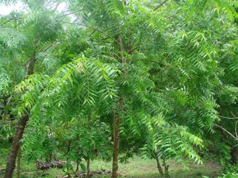 The Neem Tree: A Miracle Plant Neem Plant, Neem Leaves, Neem Tree, Farm Ideas, Fast Growing Trees, Tree Seeds, Neem Oil, Mosquito Repellent, Garden Boxes