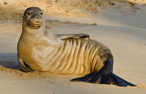 Seal Meme, Hawaiian Monk Seal, Monk Seal, Harp Seal, Napali Coast, Poipu Beach, Sea Cow, Seal Pup, Nikon D5100