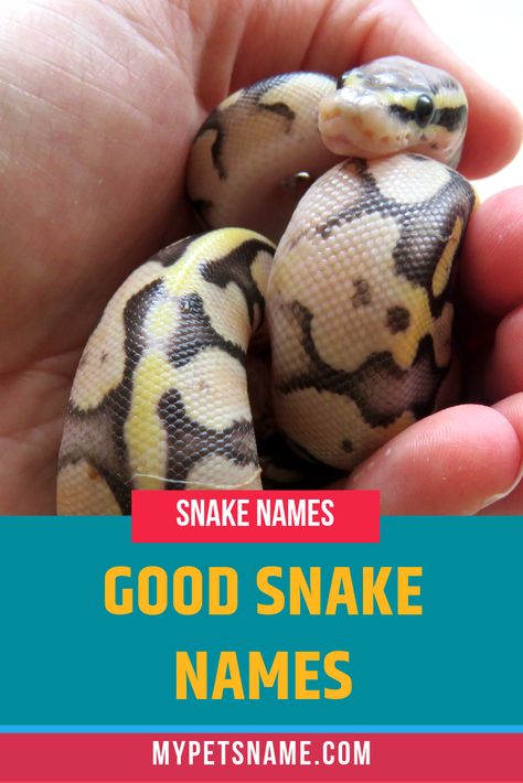 A good snake name best describes the qualities of your individual pet. Study their movement, colors, patterns and temperament and see if anything you notice could be used to inform their name, and then choose from our list of good snake names.  #goodsnakenames #snakenames Snake Names Pets, Cute Snake Names, Ball Python Names, Snake Names Ideas, Pet Snake Names, Snake Discovery, Ball Python Pet, Snake Names, Cool Pet Names