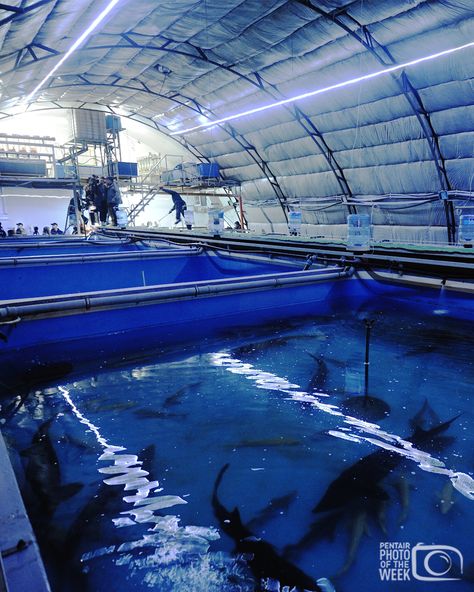 Take a moment to discover an indoor #sturgeon #fishfarm in our Aquaculture Photo of the Week. Sturgeon have a distinct shape and are best known for their delectable #caviar. Take a peek inside #ThePentairLife * * * * * * #aquaculture #fishfarming #fish #fishgeek #RAS #recirculatingaquaculture #waterrecirculation #fish #fishfarmer #hatchery #sturgeonfarm #sturgeon #sustainableseafood #sustainablefood #pentairaes Indoor Fish Farm, Sturgeon Fish, Fish Hatchery, Aqua Culture, Fish Farm, Sustainable Seafood, Fish Farming, Sustainable Food, Design Concepts