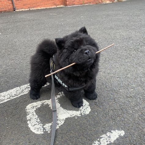 Chow Chow Puppies, Cute Black Dog, Chowchow Aesthetic, Black Chow Chow Puppies, Black Puppies Aesthetic, Black Chow Chow Dog, Perros Chow Chow, Black Chow Chow, Chow Chow Puppy