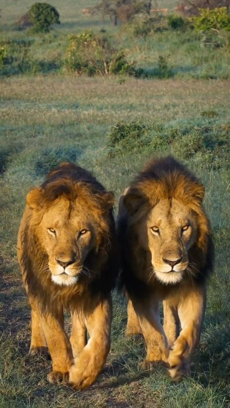 lionsightings on Instagram: Great recent footage of the two FigTree boys; Osupaat & Nyekundo “ sons of Kaka & Maridadi “ . A Fierce, successful and dominant males of… Paint 2024, 2 Lions, African Wildlife Photography, Motorcycle Art Painting, Two Animals, Two Lions, Smiling Animals, Masai Mara Kenya, Safari Photography