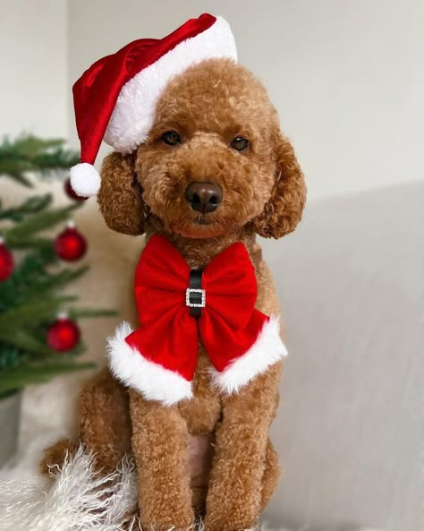 Diy Dog Christmas Photoshoot, Multiverse Images, Photoshoot With Puppy, Dog Christmas Photoshoot, Christmas Dog Photoshoot, Dog Christmas Pictures, Diy Photoshoot, Dog Sewing, Christmas Dog Treats