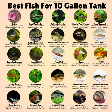 Check out the best fish, shrimp and snails for a 10 gallon tank! If you've got a nano tank and you're looking to keep it as a peaceful community tank, then these are the best choices for you! Live Plants Fish Tank, Platy Fish Tank Ideas, Community Betta Tank, Planted Community Aquarium, Fish Tank 10 Gallon Ideas, 10gallon Fish Tank, Snail Fish Tank, 10 Gallon Community Tank, 10 Gallon Planted Tank