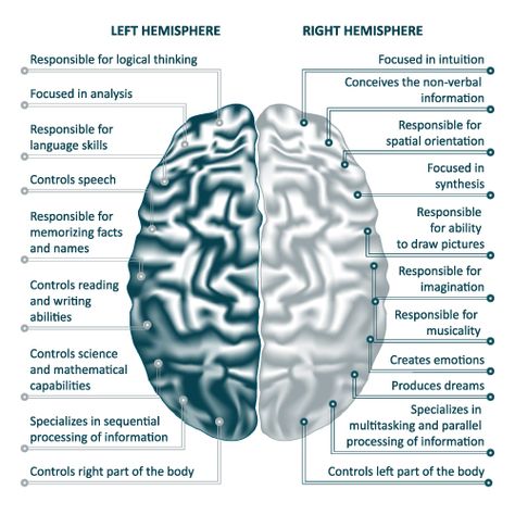 There are two hemispheres of the brain: right and left. Each side is responsible for controlling the opposite side of the body (i.e. right brain controls left side of the body and vice versa). Each hemisphere naturally inhibits the opposite side so that the body doesn’t perform mirror movements—both sides making the same movement at the same time. Right Hemisphere Brain, Left Side Of The Brain, Left And Right Side Of Brain, Left And Right Hemisphere Of Brain, Anatomy Of The Brain, Brain Hemispheres, Right Side Of The Brain, Left Brain Right Brain, Left Brain