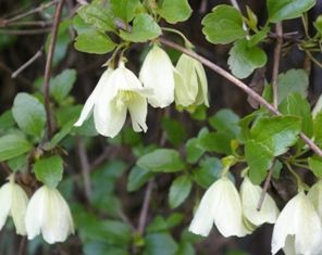 Clematis cirrhosa 'Wisley Cream' Clematis Cirrhosa, Evergreen Clematis, Natural Landscaping, Garden Vines, Family Garden, Enchanted Garden, Woodland Garden, White Gardens, Climbing Plants