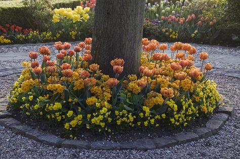 Circular bed planted with tulips (Tulipa), primrose (Primula) and pansies (Viola), Little Larford, Worcestershire, UK Planting Under Trees, Plants Under Trees, Landscaping Around House, Landscaping Around Trees, Tropical Garden Ideas, Balkon Decor, Flowers To Plant, Best Perennials, Under A Tree