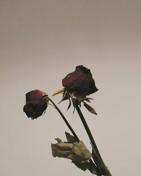 Manis dan indah hanya di awal Dead Roses, Picture Quote, Flowers Photography Wallpaper, Photography Wallpaper, Rose Garden, Anime Scenery, Aesthetic Photo, Flowers Photography, Picture Quotes