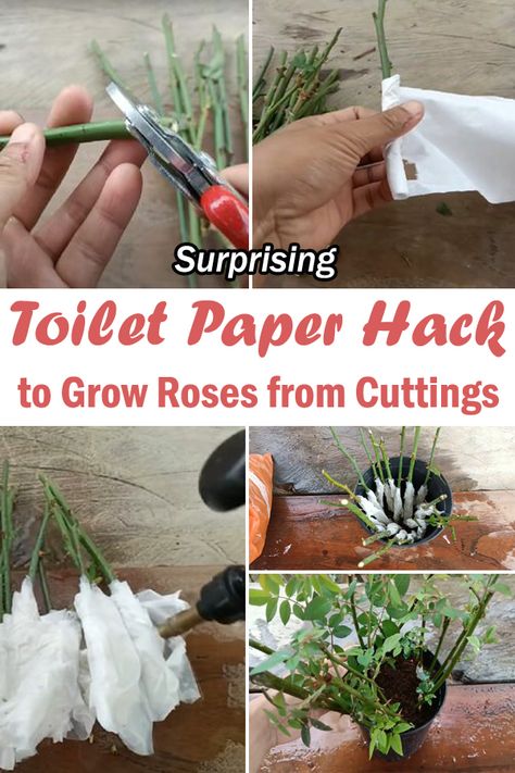 Propagating Rose Cuttings, Homestead Nursery, Rose Bush Propagation, How To Root Roses From Cuttings, Rose Propagation In Water, Rose Propagation, Grow Roses From Cuttings, Roses From Cuttings, Rooting Plants