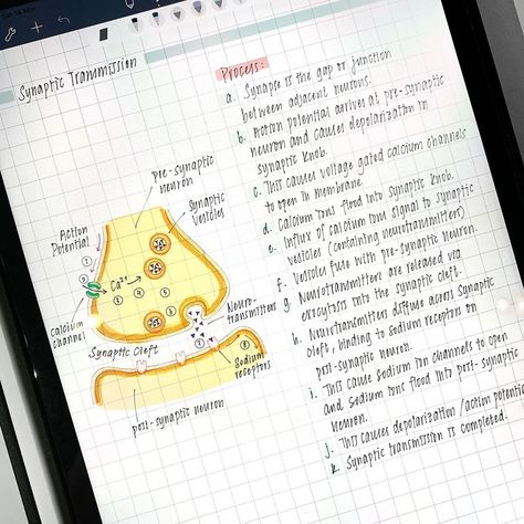 notesworthy | studygram on Instagram: “[15.04.2020] [Alfred ] neurons notes part 2! - synaptic transmission, once again I used @noteshelfapp to write these notes🥰 thank you for…” Neurotransmitters Notes, Synaptic Transmission, Neurons Notes, Nervous System Notes, Spine Drawing, Nervous System Anatomy, Biology Revision, Color Knowledge, Study Flashcards