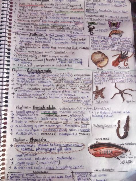 Kingdom Animalia Notes, Biology Poster, Nurse Study, Chemistry Classroom, Nurse Study Notes, Biology Facts, Kingdom Animalia, Biology Notes, Nursing Study