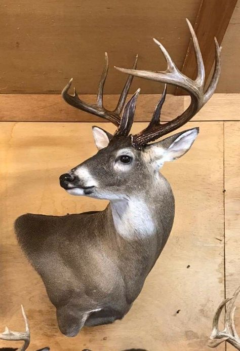 Whitetail Mounts, Buck Mounts, Trophy Room Ideas, Elk Sculpture, Deer Shoulder Mount, Deer Mount Decor, Deer Hunting Humor, Deer Mount Ideas, Deer Taxidermy