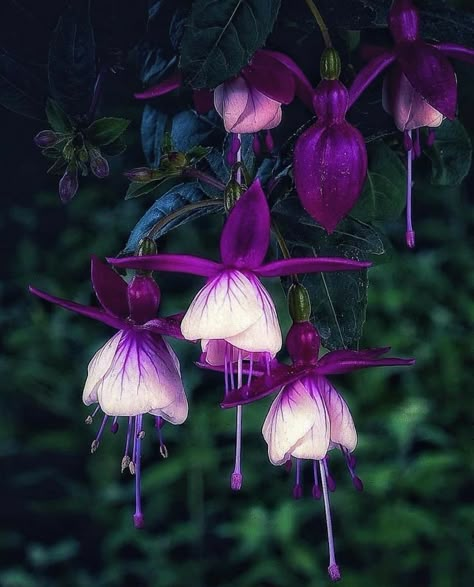 Voice Of Nature, Pretty Flowers Pictures, Winter Dark, Goth Garden, Flowers Hanging, Fuchsia Flower, Fuchsia Flowers, Plant Fungus, Beautiful Flowers Photography