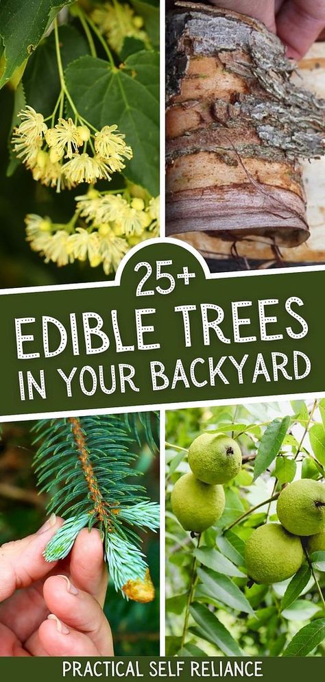 Discover 25+ edible trees in your backyard that offer food from roots to tips! From birch bark to mulberry leaves, you’ll be amazed by the abundance of wild edibles you’re walking by every day. Learn how to forage for leaves, flowers, bark, and more, just like our ancestors did. Find more tree identification, survival prepping, off grid survival, and Homestead Survival | Homestead Living at practicalselfreliance.com. Appalachian Forager, Survival Homestead, Plant Knowledge, Kentucky Coffee Tree, Mulberry Leaves, Leaf Identification, Backyard Spa, Food Foraging, Wild Foraging