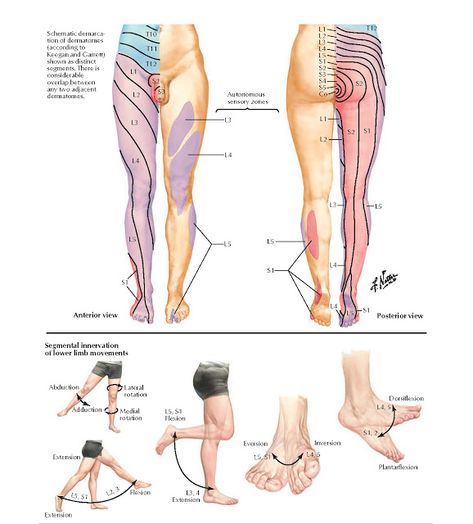 Dermatomes of Lower Limb and Segmental Nerve Function Anatomy   Schematic demarcation of dermatomes (according to Keegan and Garrett) sho... Lower Extremity Anatomy, Serous Membrane, Trapped Nerve, Slip Disc, Pt School, Nerve Anatomy, Medical Terminology Study, Brain Nervous System, Physical Therapy School