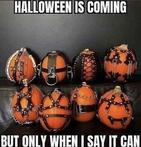 50 Memes Made to Distract You - Funny Gallery Funny Halloween Memes, Fall Memes, Halloween Memes, Dirty Mind, Funny Happy, Twisted Humor, Halloween Season, After Dark, Halloween Funny