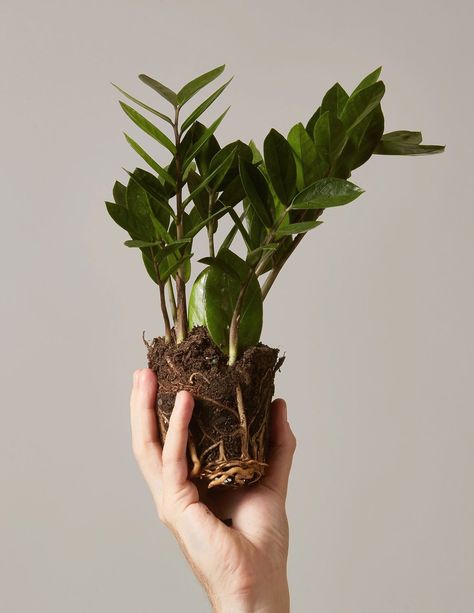 With thick, waxy leaves, a sturdy 4-inch ZZ Plant is $11 at The Sill. Zz Plant, Hanging Plants Indoor, Low Light Plants, Air Purifying Plants, House Plants Indoor, Plant Mom, Gardening For Beginners, Hanging Plants, Plant Life