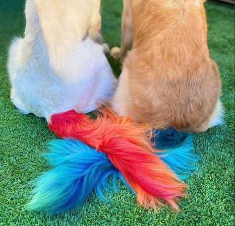 Dog Tail Dye, Dog Fur Dye, Hair Color For Dogs, Lion Cut Dog, Dogs Costumes, Golden Retriever Grooming, Dog Hair Dye, Dog And Horse, Dog Dye