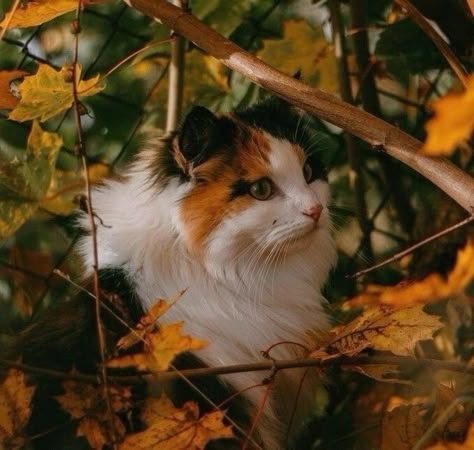 Calico Cat Aesthetic, Cats Anatomy, Warrior Cats Oc Ideas, Cats And Pumpkins, Warrior Cat Ideas, Cats And Soup, Warrior Cat Ocs, Warrior Cats Oc, Enclosure Ideas