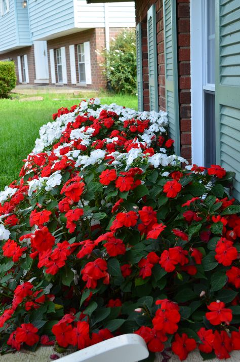 Need to plant impatients in front of the house this spring because its shaded! Garden Front Of House, Small Flower Gardens, Flower Bed Designs, Flower Bed Ideas, Red And White Flowers, Meteor Garden 2018, Garden Wallpaper, Shade Flowers, Flower Landscape